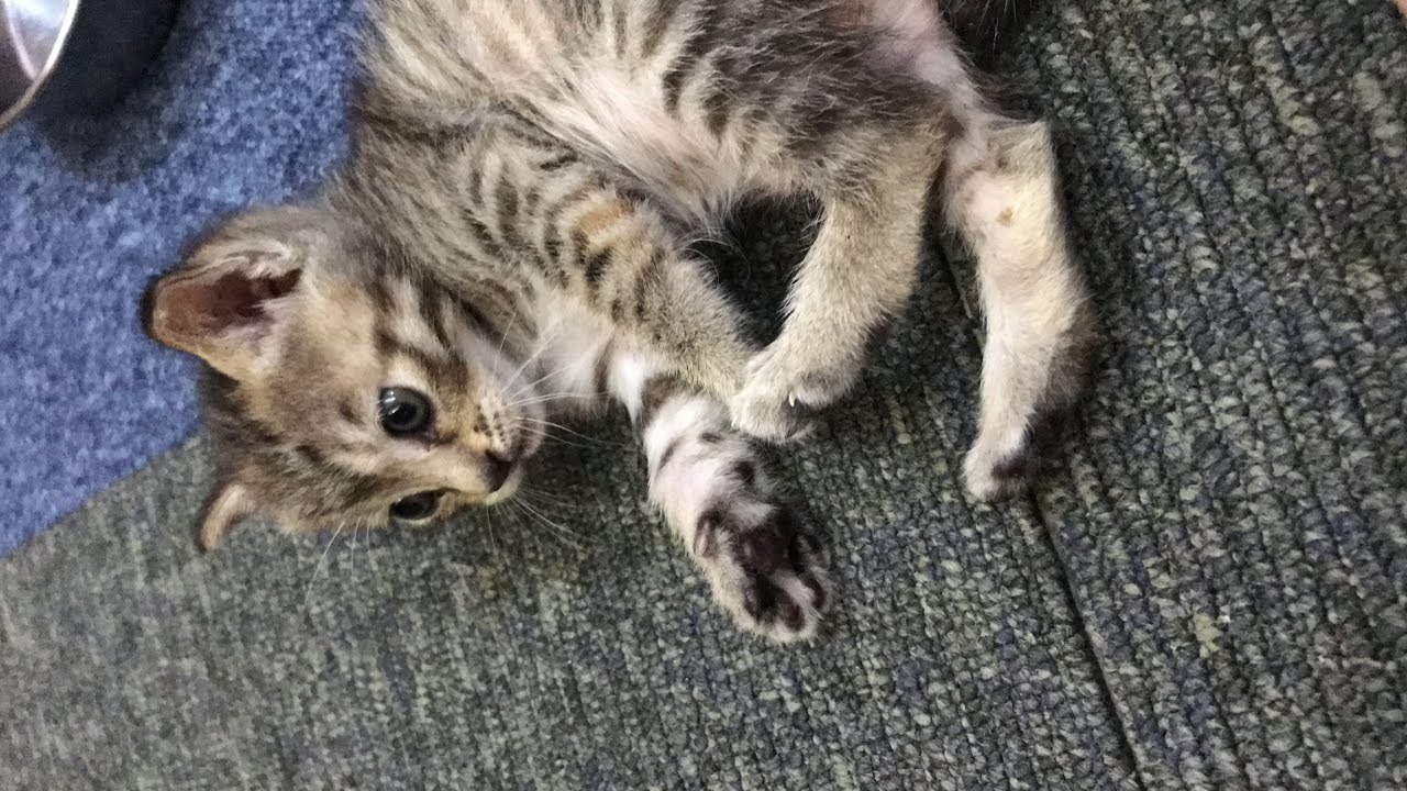 哈妮成長日記＃1