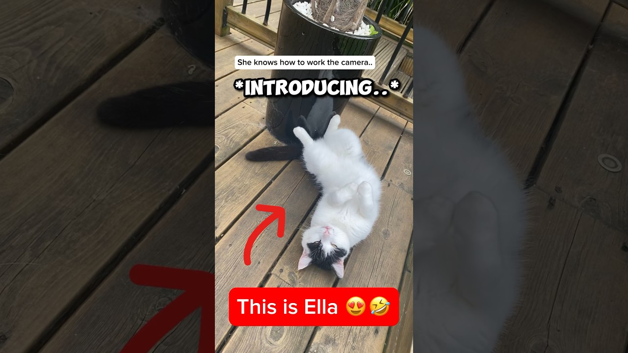 Cat Lovers MUST watch this!😍🤣🥰