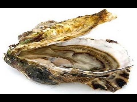 COMMENT OUVRIR LES HUITRES - COMMENT MANGER HUITRES - VIDEO CULINAIRE -fruits de mer