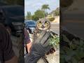 My first Owl Call 🦉 full video tomorrow please like and subscribe #youtube #nature #wildliferescue