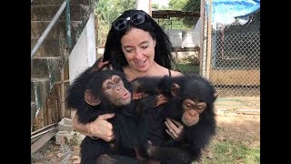 Orphaned Baby Chimps Find Refuge