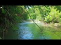 Water Sounds for Sleep or Focus | Gentle Forest River Flow & Stream Ambience