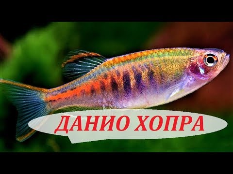 Аквариумные рыбки Данио Хопра. Содержание, разведение в аквариуме, совместимость и кормление