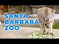 Up Close with Kangaroos at Santa Barbara Zoo!