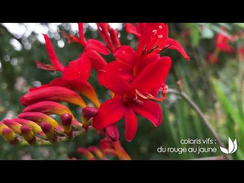 Vidéo: Ageratum Est Une Belle Plante Ornementale Pour Le Jardin Et La Maison