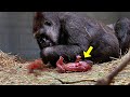 Zookeepers Filmed Gorilla Giving Birth. They All Screamed When Saw The Mother Doing This!