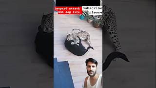 brave dog 🐕बहादुर कुत्ता 😱#animals #fighting #leopard #dog #wildlife #subscribe #shorts #highlights
