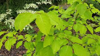 Syringa reticulata šeřík japonský