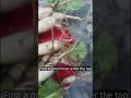how to grow radish #garden #plants #teracegarden #vegitables