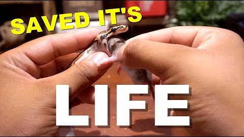 SAVED This Snake