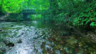 Forest River Nature Sounds with Birdsong I Relaxing Nature Ambience for Sleep 😴