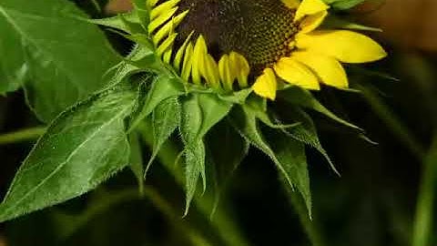 Movimiento del girasol