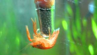 Crazy crayfish baby hangs on a glass thermometer