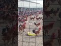 Natural Free-Range Rooster Farming | Pure Grain-Fed Rural Chickens#FreeRangeRooster#OrganicChicken