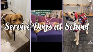 Service Dog at School TikToks | none are mine | credits to original owners