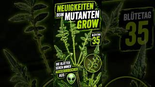 🚨 Mutanten Cannabis Grow Blütetag 35‼️👽 – Was passiert mit den Blättern?!👽 #green #grow #indoor