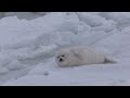 Baby harp seal waiting for its mommy./ママを待つ赤ちゃんアザラシ