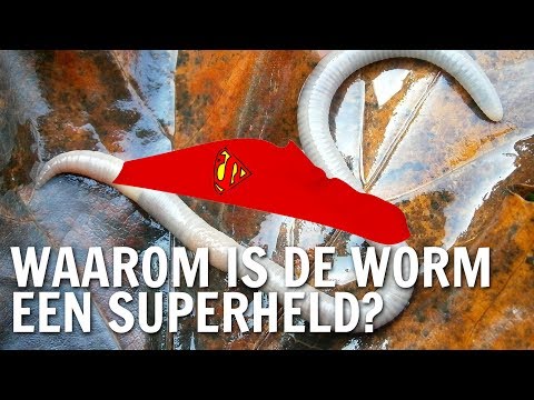 Video: Waarom is de dorsale zijde van een regenworm donkerder?