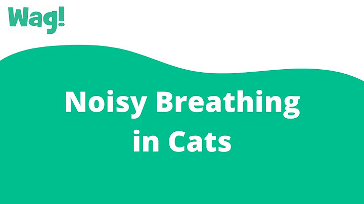 Why does my cat breathe so loud?