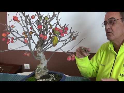 Video: Preparando Manzanos Para El Invierno: Los Matices De Salir En Otoño. ¿Cómo Preparar Manzanos Jóvenes Y Viejos En Siberia Y La Región De Moscú? ¿Cómo Cubrir Las Plántulas Y Cómo Ali