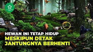 INILAH 21 BINATANG YANG MEMPUNYAI KEISTIMEWAAN DISEBUTKAN DALAM ALQU'RAN