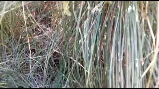 🚩Parcela con Casa y Cabañas, Cochiguaz, Paihuano 4.700 UF