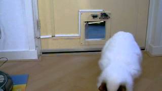 infrared  cat flap for birman cat by Eddy Kuis 720 views 12 years ago 24 seconds