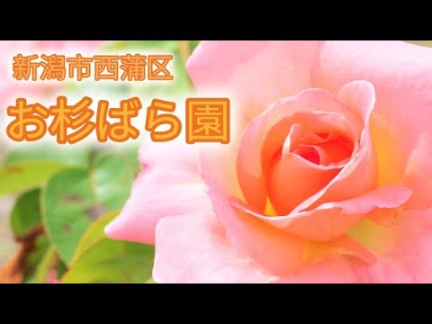 お杉ばら園 新潟県 新潟市 西蒲区 石瀬 バラ園 薔薇 花の写真集 Florist Shin 世界を癒すHealing flowers 花の名所 岩室温泉 無料 薔薇園 rose roses