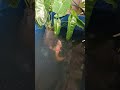 Golden Cat Fish dancing #shorts