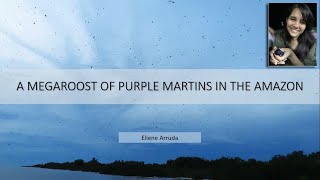 A megaroost of Purple Martins in the Amazon
