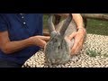 How to Safely Pick Up a Rabbit | Small Pets How to Safely Pick Up a Rabbit | Small Pets