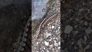 Millipedes are gathering #insects #shortsfeed #animals #wildlife #youtubeshorts #insectbehavior