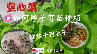 教你如何種子育苗種植空心菜，成長全紀錄｜從種子到肚子 ... 