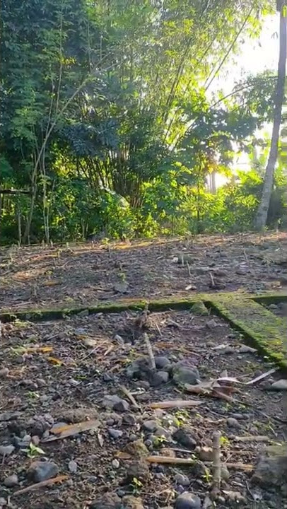 pagi hari di pekarangan rumah #storywa #desa #alamdesa #suasanadesa #healing #senja #shorts