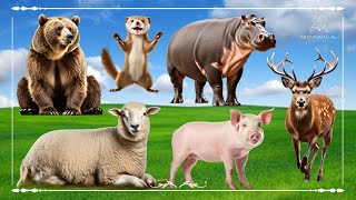 Amazing Familiar Animals Playing Sound: Bear, Ferret, Hippopotamus, Sheep, Pig & Sika Deer