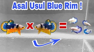 Asal Usul Ikan Cupang Blue Rim