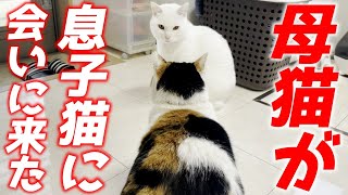 三毛母猫が息子猫に会いに来てくれました…♡ミケちゃんとトコちゃん