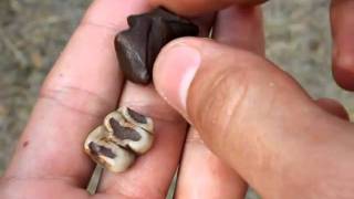 Two Fossil Manatee Molars & Inner Ear Bone