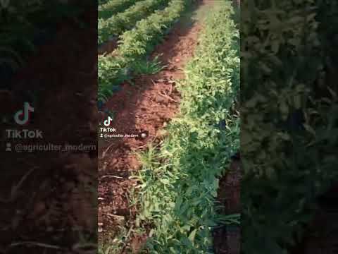 محصول البندورة لعام 2025