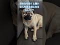 嫌いな人を見る目になるらしい