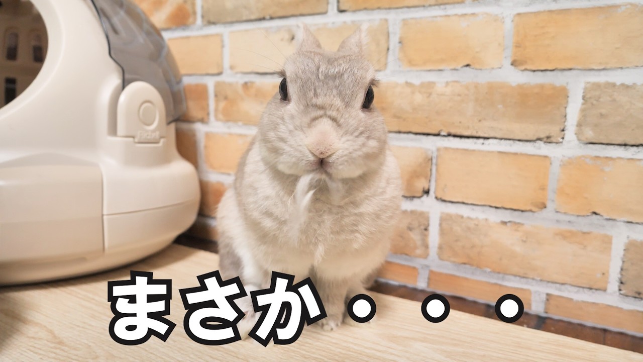 うちのうさぎさんが”疑似妊娠”したみたいです - YouTube