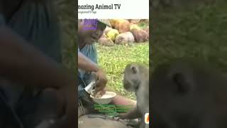 жадная обезьяна #funny #animals