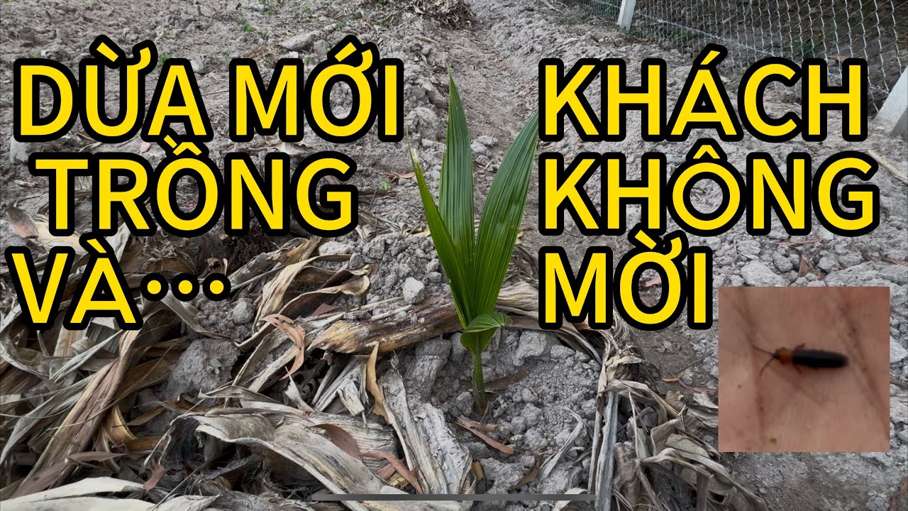 #1 | DỪA TRỒNG SAU 10 NGÀY VÀ ... NHỮNG VỊ KHÁCH KHÔNG MỜI | TUẤN VINH VƯỜN XANH