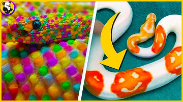 15 RAREST Snakes In The World !!
