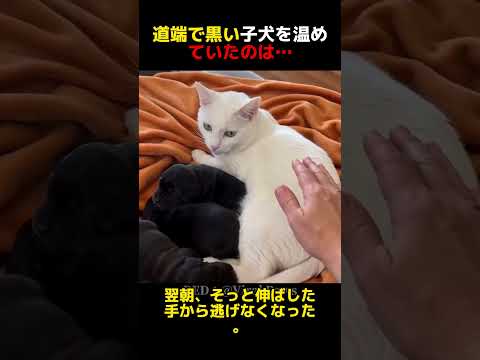 種族を超えた、奇跡の家族の物語#保護猫#子犬#奇跡の家族#尊い#感動の実話
