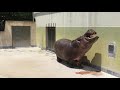 カバのスイカまるごとタイム