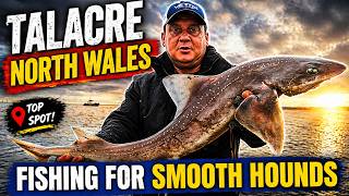 How to Catch Smoothhounds | Best Rigs & Baits 🎣 Talacre North Wales