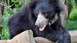 El oso del Libro de la selva | Grandes documentales Details