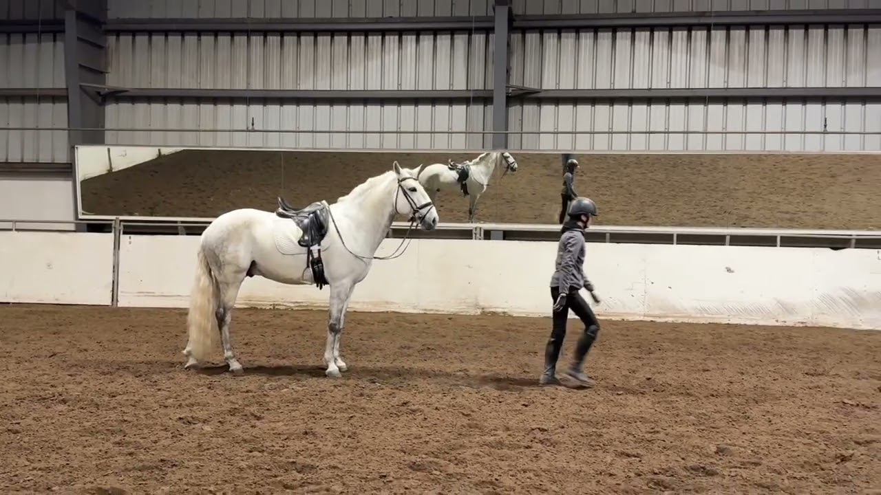 Pioneiro APSL Lusitano gelding #ridethewrightway www.wwarena.com