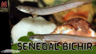 Introduction to SENEGAL BICHIR: Fish Profile (Polypterus senegalus)